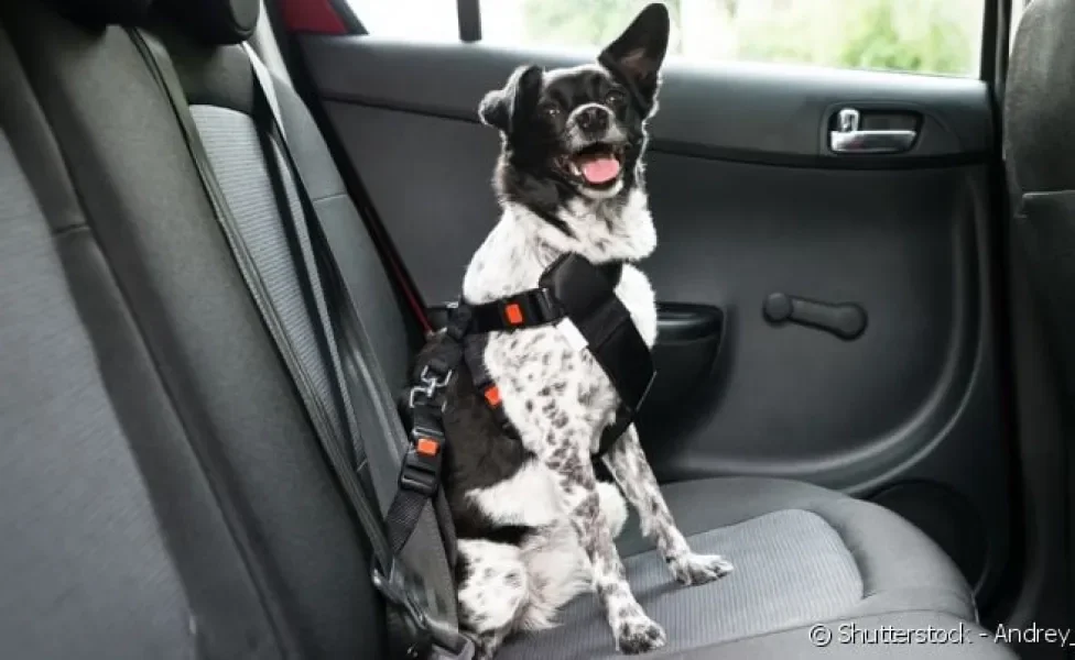 O local mais apropriado para transportar um cachorro no carro é o banco traseiro.