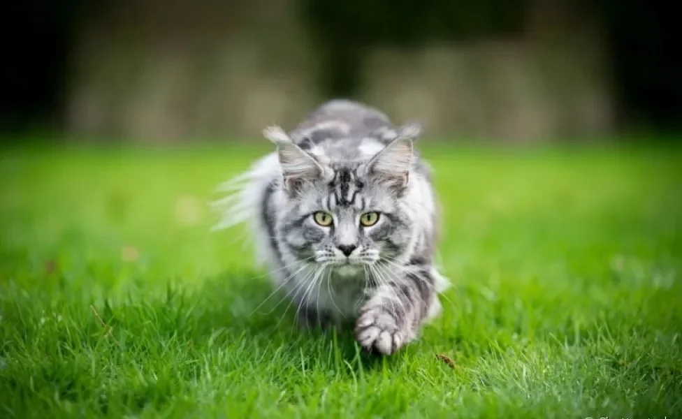 Curiosidades sobre os gatos: o comportamento desses animais normalmente são motivados por instintos