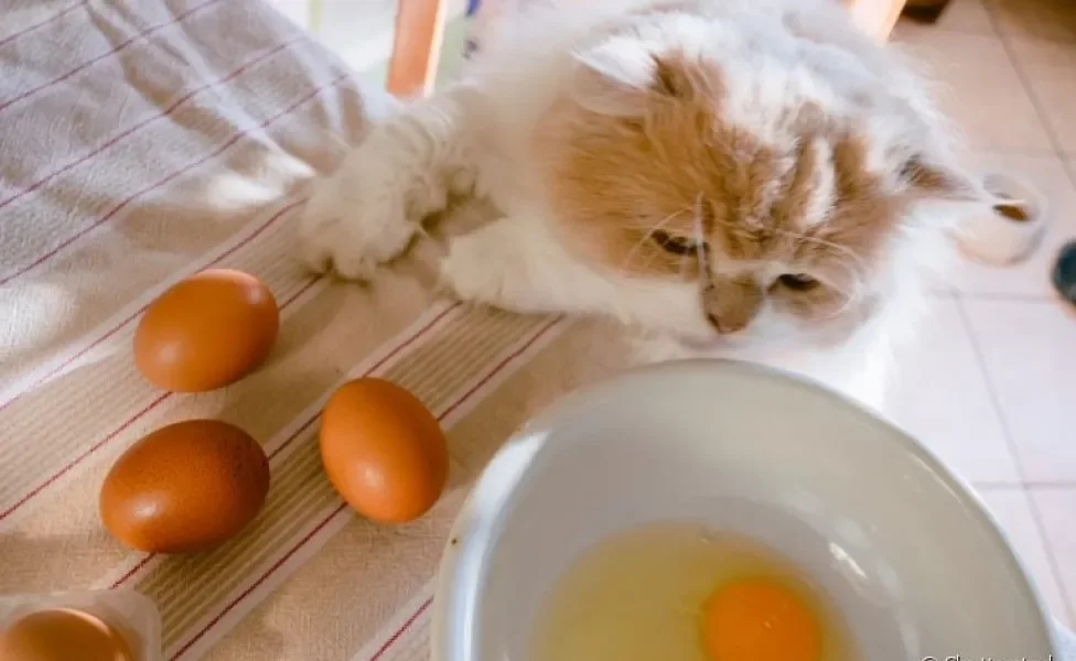 Descubra se o gato pode comer ovo no dia a dia e como o alimento pode influenciar na saúde do bichano