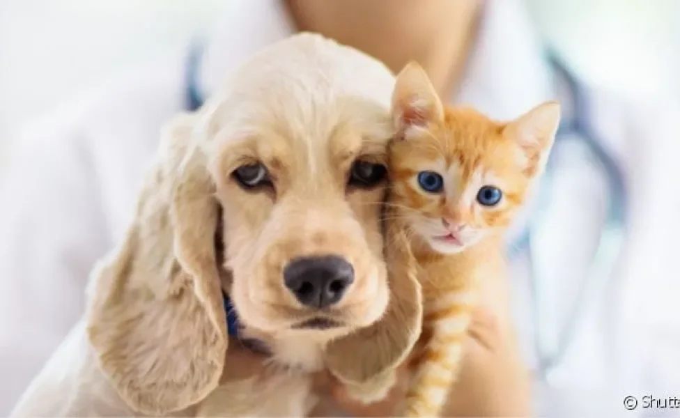 É importante conhecer quais zoonoses gatos e cães podem transmitir para humanos