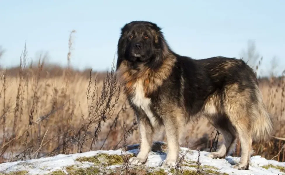 O Pastor-de-cáucaso é um cão gigante russo muito corajoso
