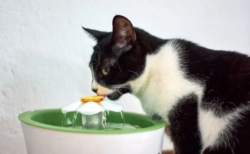 Fazer o gato beber água pode ser um desafio, mas não é impossível