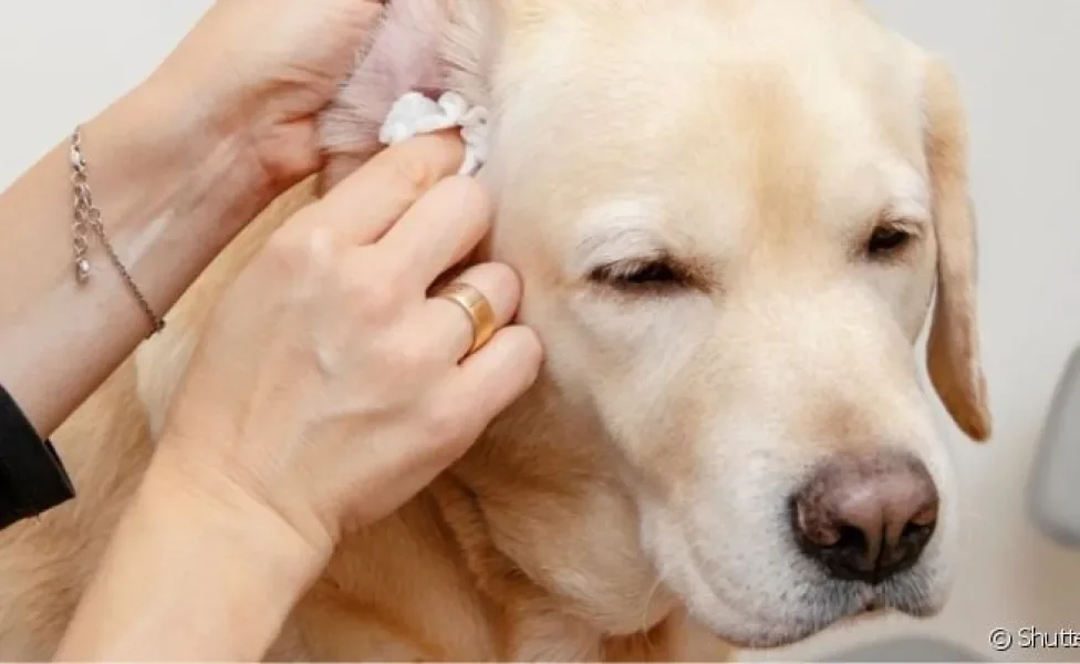  É importante saber como limpar orelha de cachorro para evitar doenças como otite 