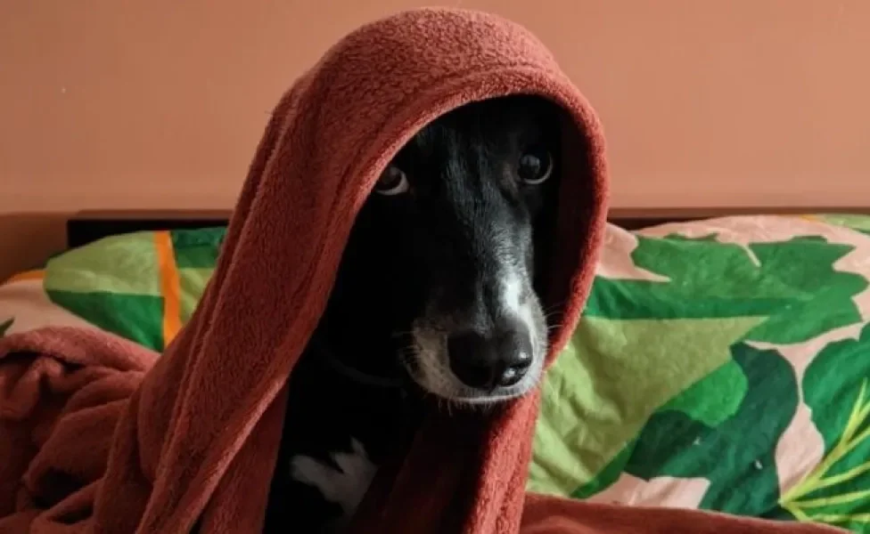A cadelinha vira-lata Amora não sai debaixo de seu cobertor nos dias mais frios.