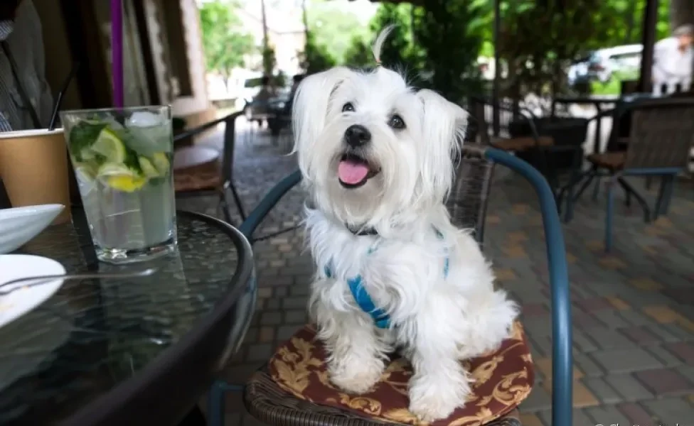 Para ir em um restaurante pet friendly, o cachorro deve ter um bom comportamento