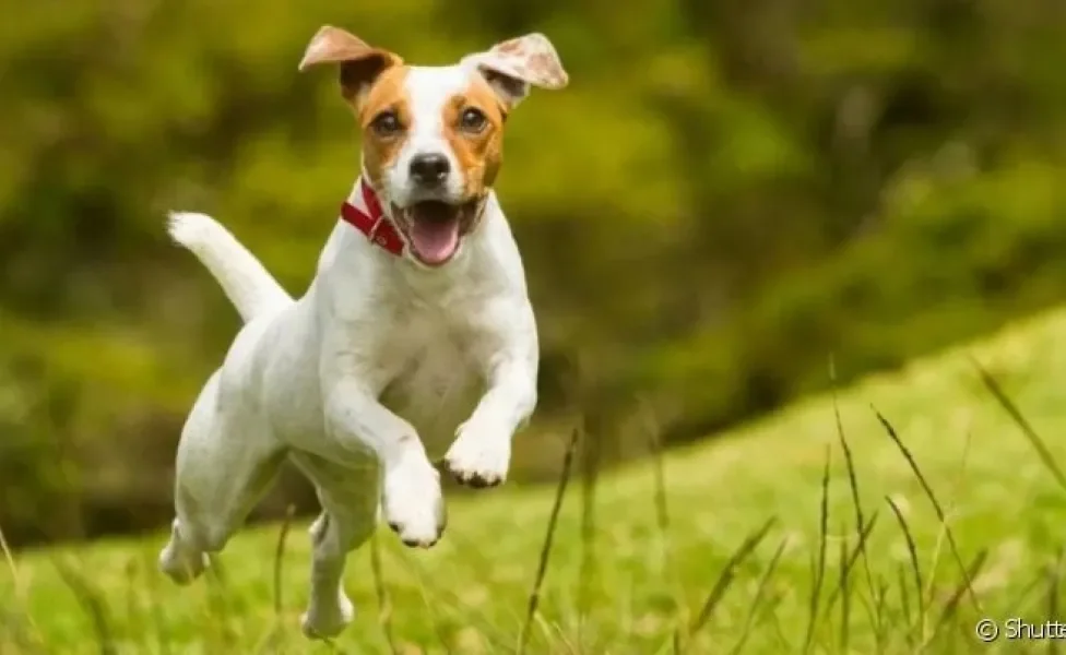 Conheça as raças de cachorro do grupo Terrier mais populares