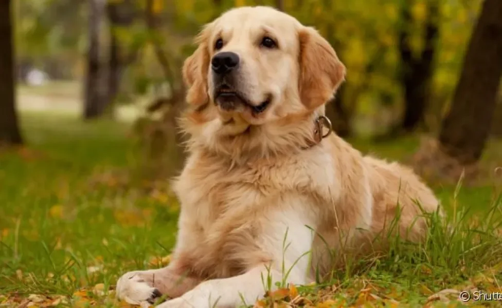 A displasia coxofemoral em cães é uma doença comum em cachorros grandes que afeta a mobilidade do animal