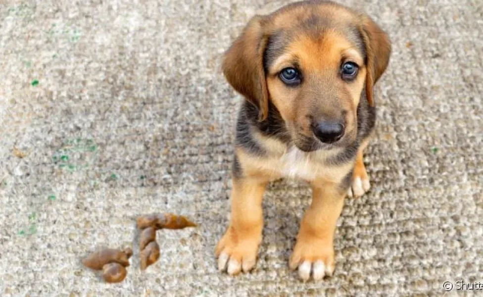 As fezes de cachorro com gosma podem indicar problemas alimentares ou parasitas intestinais