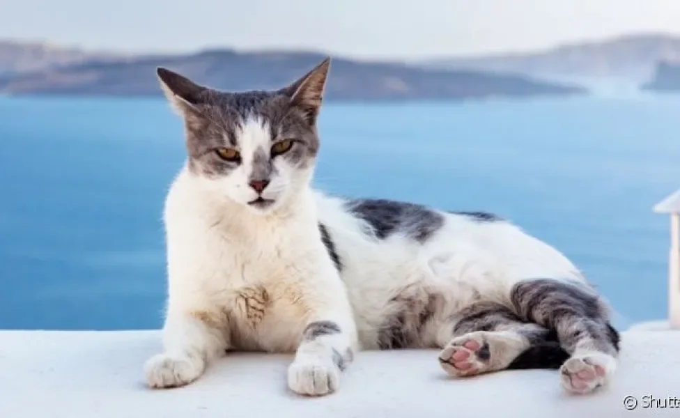 O gato Egeu é uma raça muito encontrada na Grécia, seu país de origem