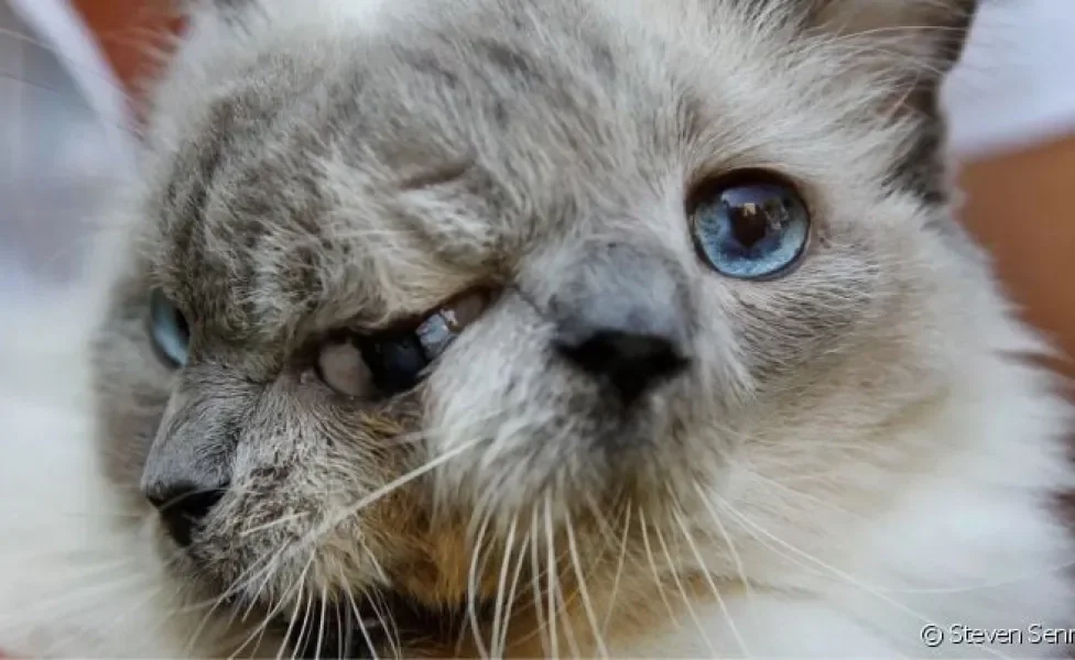 O gato janus nasce com duas faces e tem uma expectativa de vida muito baixa