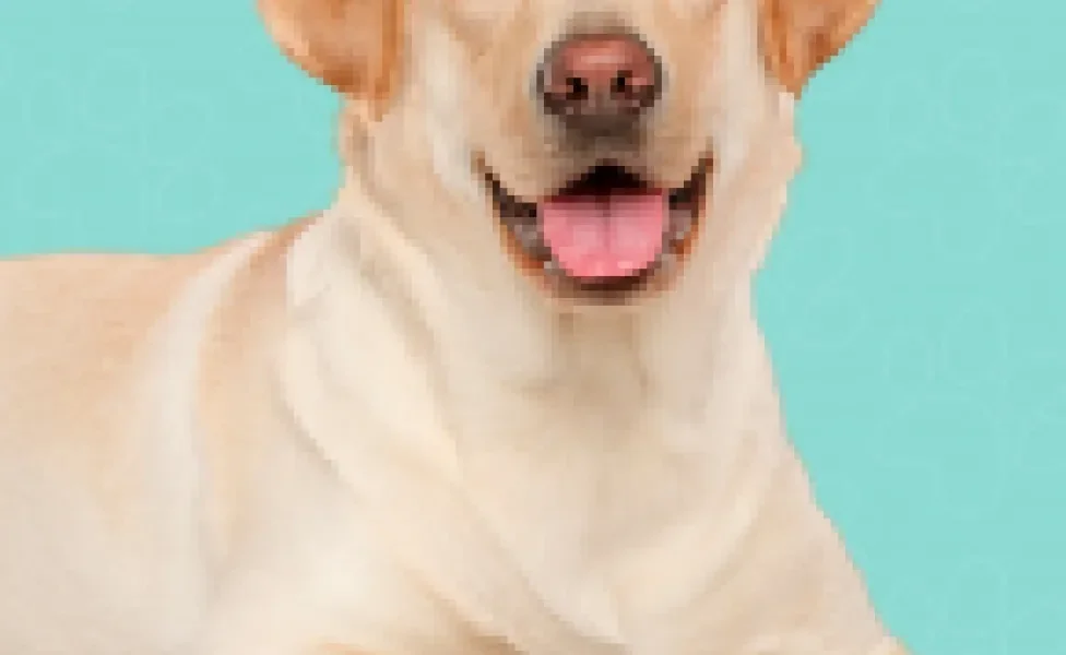 O cachorro Labrador encanta todo mundo com seu jeitinho fofo e sempre alegre