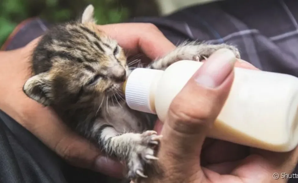  Leite artificial pode ajudar os tutores a alimentar os filhotes de gato recém nascido 