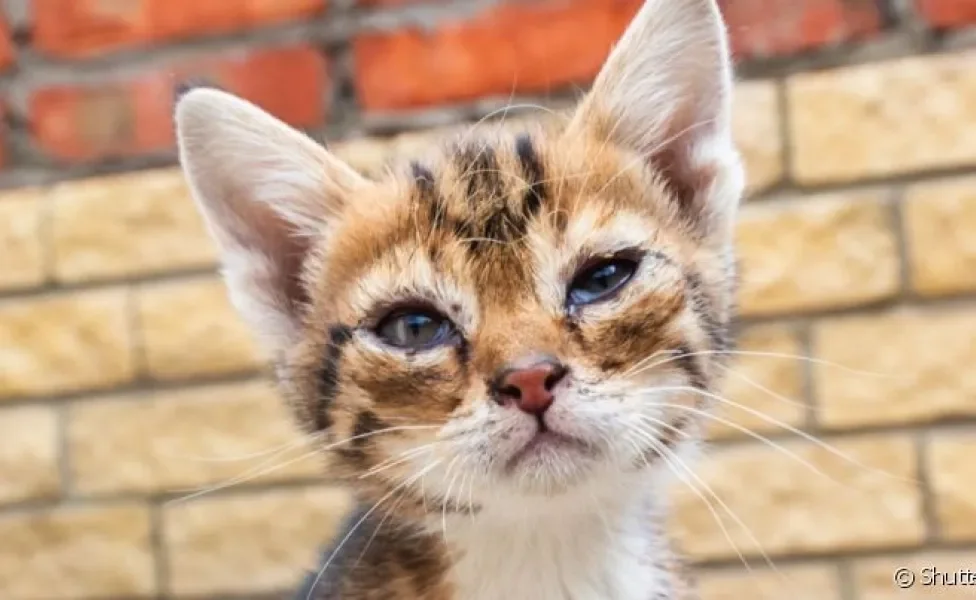 Secreção no olho do gato filhote pode ser sinal de quadros mais graves