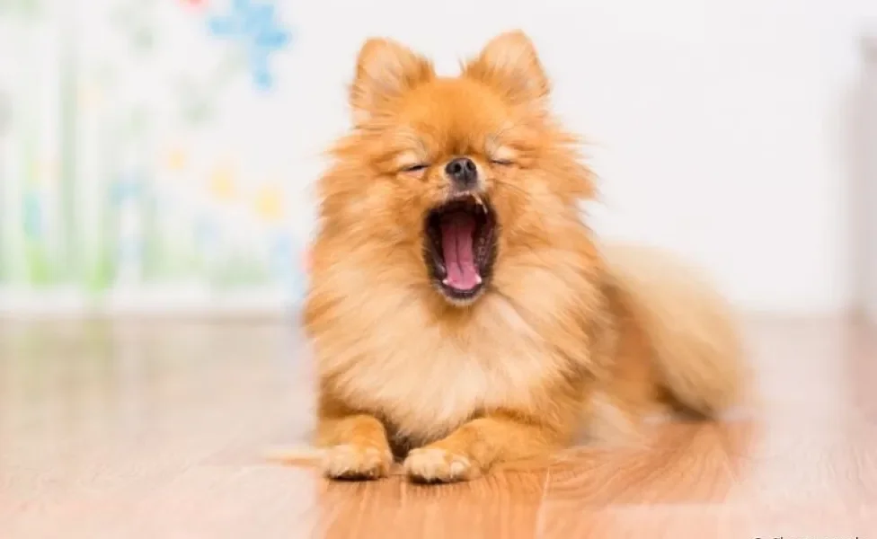 O cachorro bocejando pode significar várias coisas diferentes