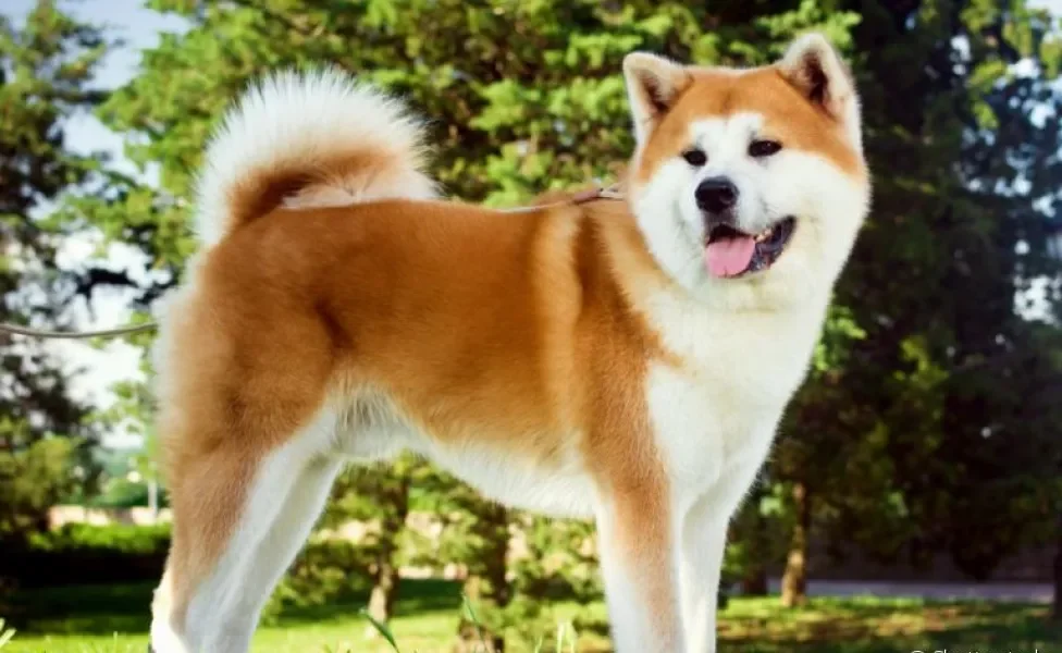 O Akita é um cachorro japonês com várias qualidades memoráveis