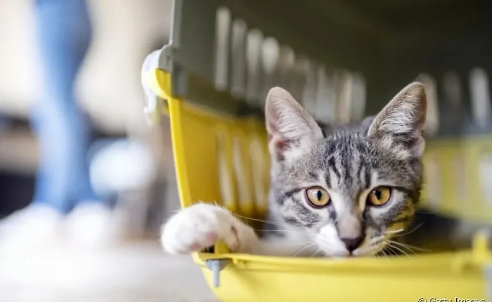 Qual a melhor: caixa de transporte para gatos ou bolsa de transporte? Descubra a resposta!