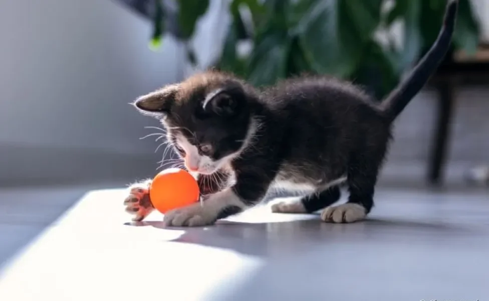 Os brinquedos para gatos filhotes são ótimos para o desenvolvimento do animal
