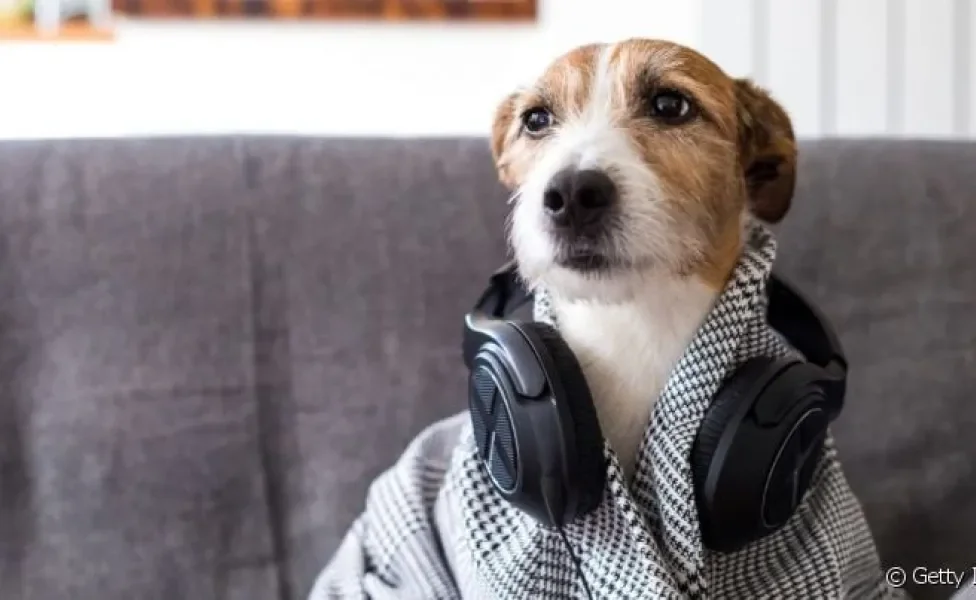  Dog sitter: curta um festival de música ou viagens sem se preocupar com o seu pet 