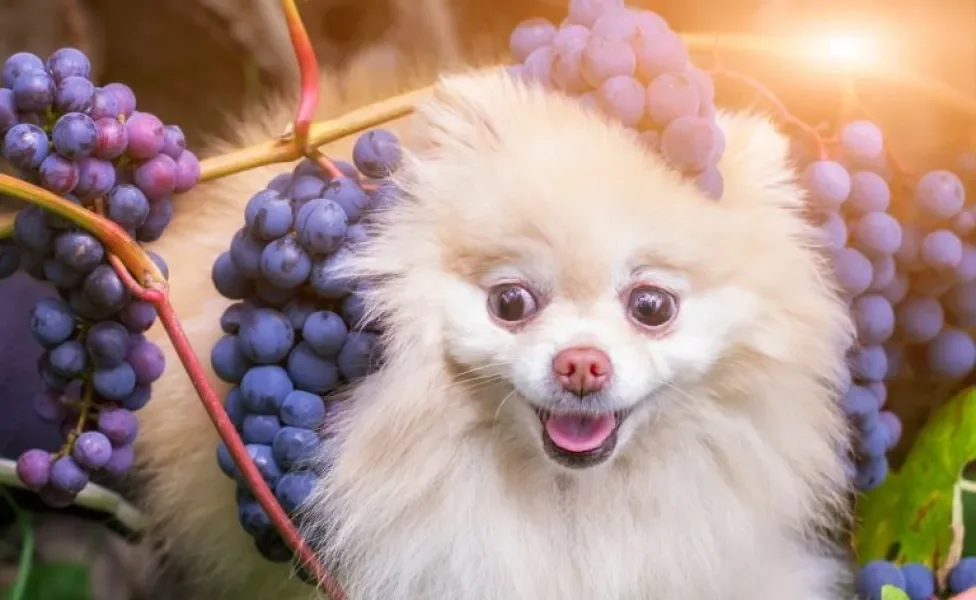 Será que cachorro pode comer uva? Entenda os riscos do alimento para a saúde dos cães