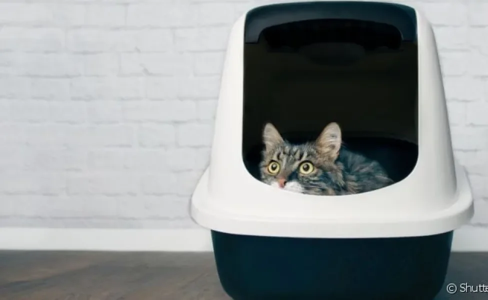 A caixa de areia para gatos precisa ser posicionada em um ambiente que ofereça privacidade ao pet