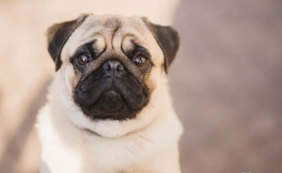O Pug é um cachorro com dobrinhas que precisa de cuidados especiais na região do rosto