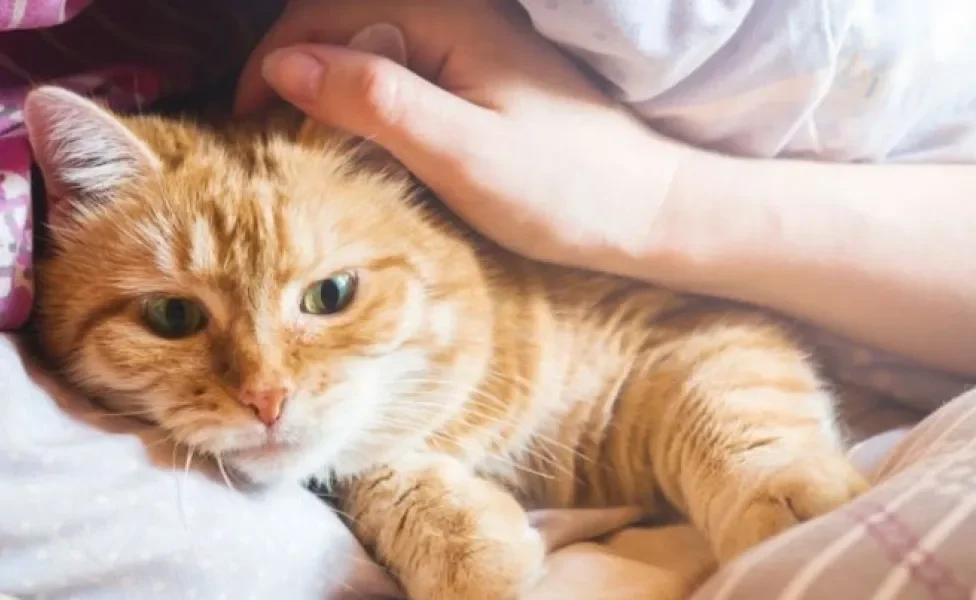 O gato de suporte emocional é um pet mais que especial pois sua companhia faz bem ao tutor
