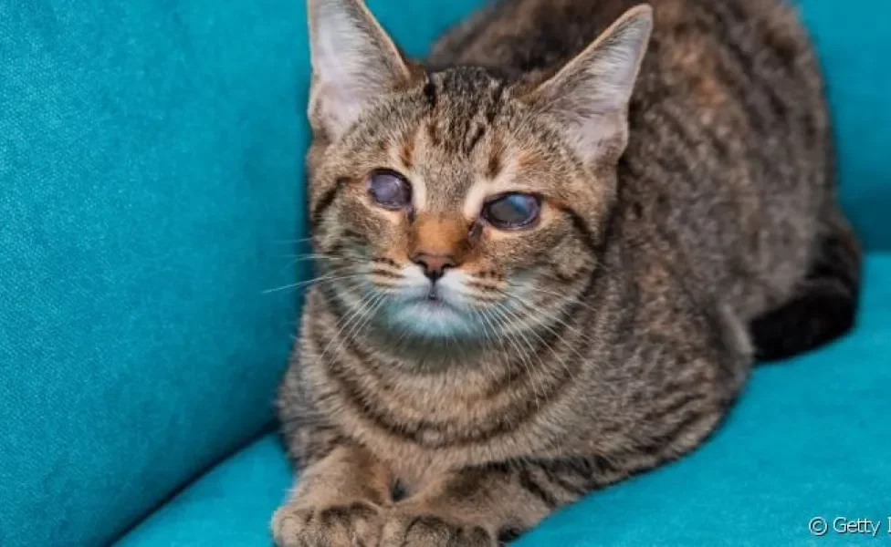  O olho de gato cego é característico pela ausência de pupila e película branca, cinza ou azul ao redor dos olhos 