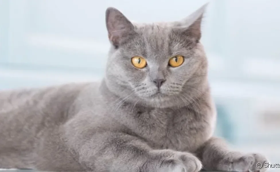 A cor de um gato cinza chama atenção por seu jeito exótico e charmoso