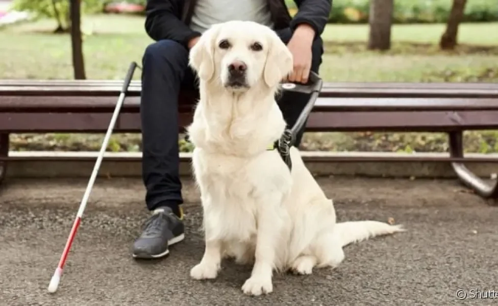  Cão guia são raças que ajudam na rotina de portadores de deficiência