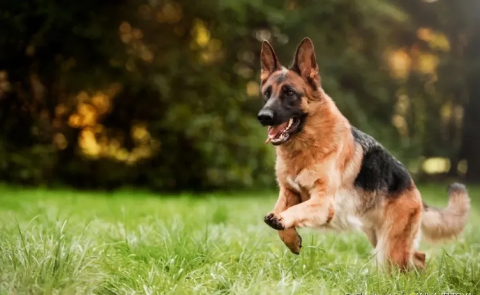  Descubra mais sobre as raças de cachorro grande mais populares por aqui 