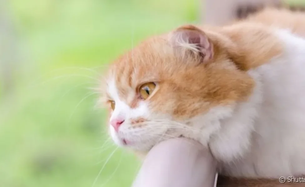  Ansiedade de separação em gatos causa muito sofrimento no pet que não suporta ficar longe do tutor
