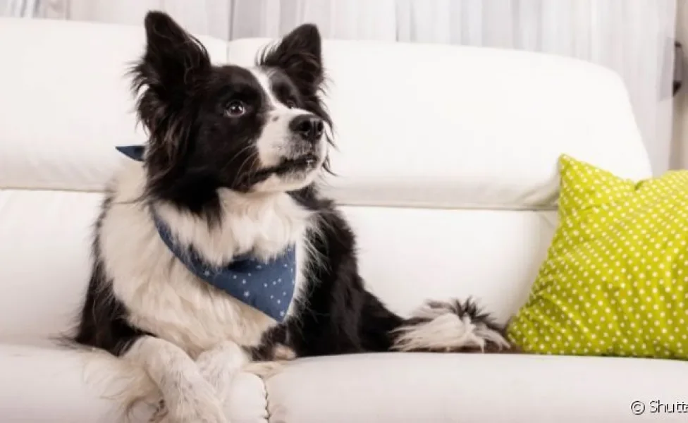 O cachorro no sofá pode trazer danos ao móvel e por isso muitos tutores preferem evitar que o pet suba nele