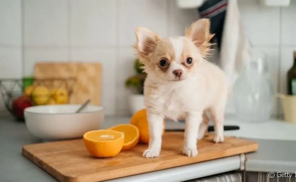  Saiba se cachorro pode comer laranja e como oferecer a fruta para o pet.
