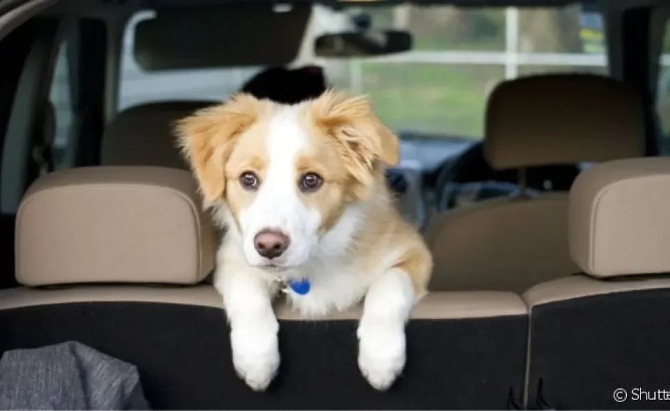 O cachorro vomitando no carro acontece quando pet fica enjoado com o movimento do automóvel
