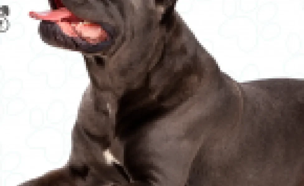 O Cane Corso é uma raça de cachorro gigante com uma personalidade super amigável