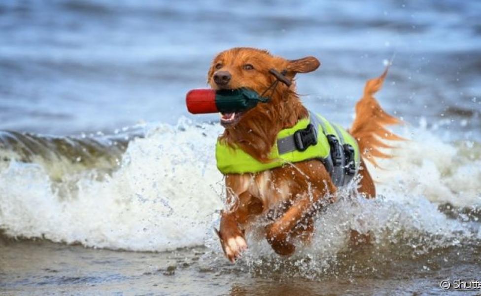 Um cão de serviço salva vidas ajuda a resgatar pessoas de afogamentos no mar
