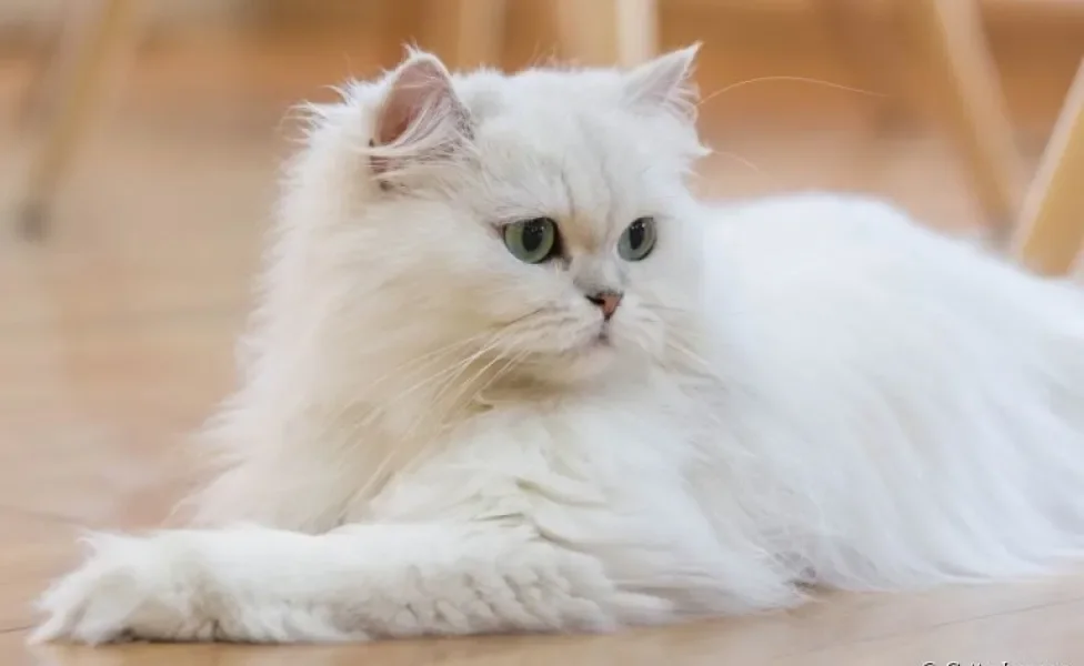 O gato Persa é muito popular e tem uma personalidade super dócil
