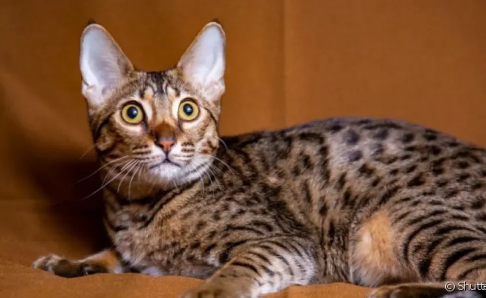 O gato Savannah é uma mistura de gato selvagem com gato doméstico