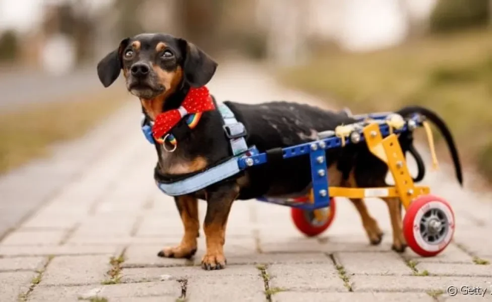 A cadeirinha para cahorro paraplégico é um acessório que ajuda a dar mais qualidade de vida ao animal