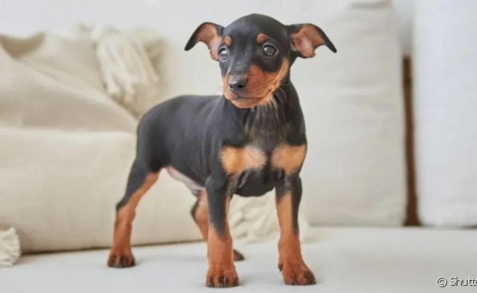 Pinscher é um cachorro saudável? Veja as doenças mais comuns q