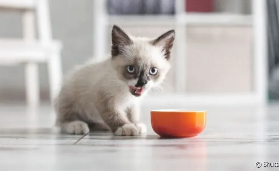  Quando gato não quer comer e é filhote, definir a quantidade de vezes para ele se alimentar pode ser uma solução
