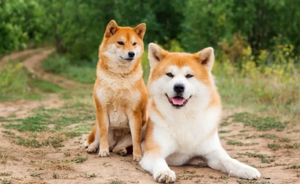 Akita Inu e Shiba Inu: aprenda a diferenciar os dois cães japoneses