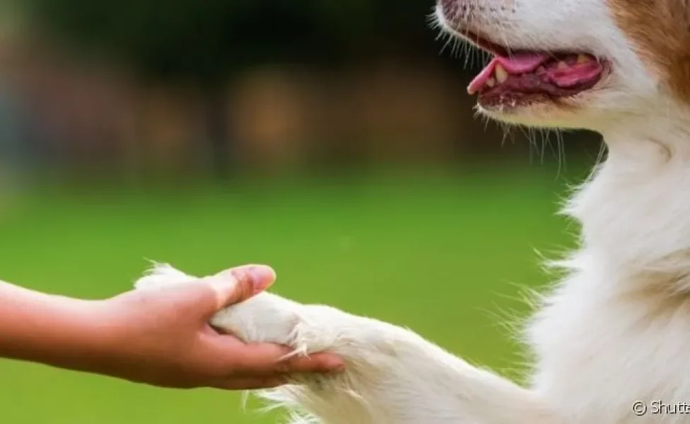  Como ensinar o cachorro a dar a pata é uma das maiores dúvidas dos donos de peludinhos. 