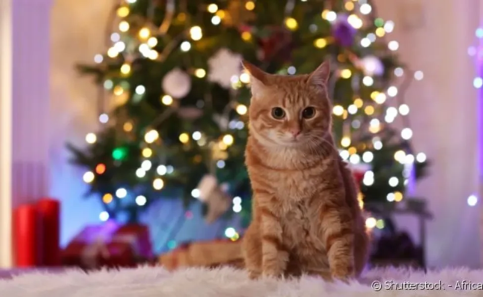 Descubra em 5 passos como montar uma árvore de Natal à prova de gatos.