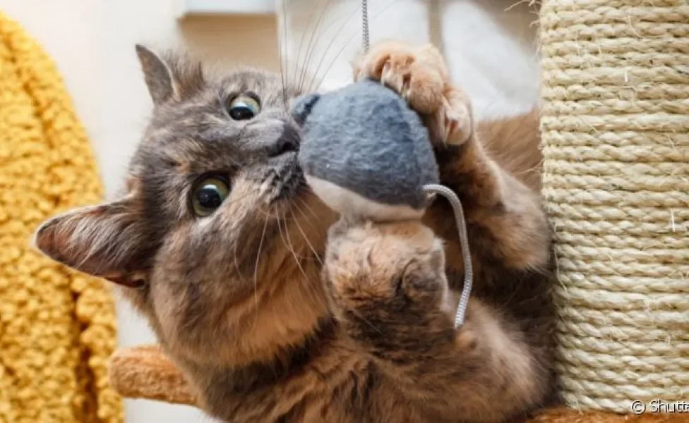  Brinquedo interativo para gatos estimula os instintos e traz benefícios para a saúde mental do felino 