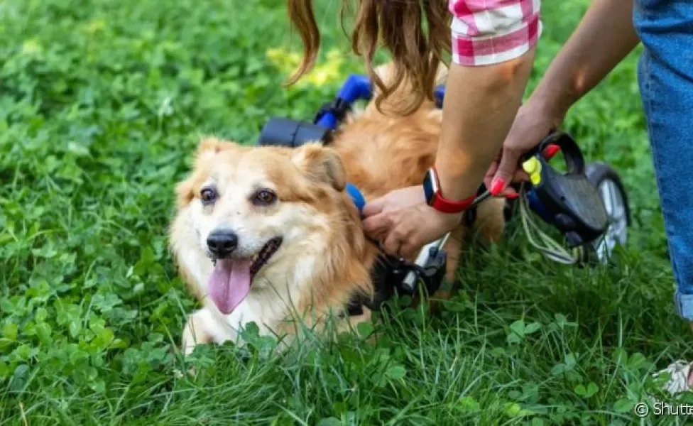 Um cachorro paraplégico, surdo ou cego precisa de cuidados especiais que garantem a ele mais qualidade de vida