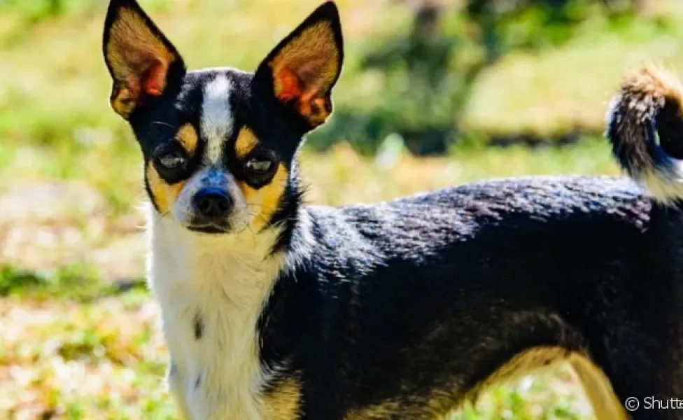 Raça de cachorro mal humorado, como o Chihuahua, se estressa com mais facilidade