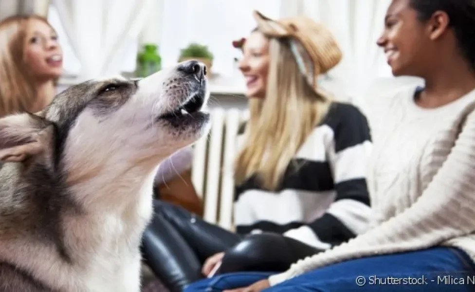Como ensinar cachorro a receber bem as visitas? Em poucos passos é possível melhorar o comportamento do pet.
