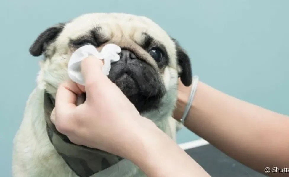  Olho de cachorro braquicefálico tem uma particularidade: é arregalado e precisa de mais cuidados 