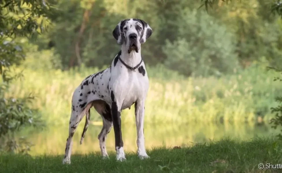 O Dogue Alemão é um cachorro manso, simpático e até um pouco desajeitado por causa do seu tamanho